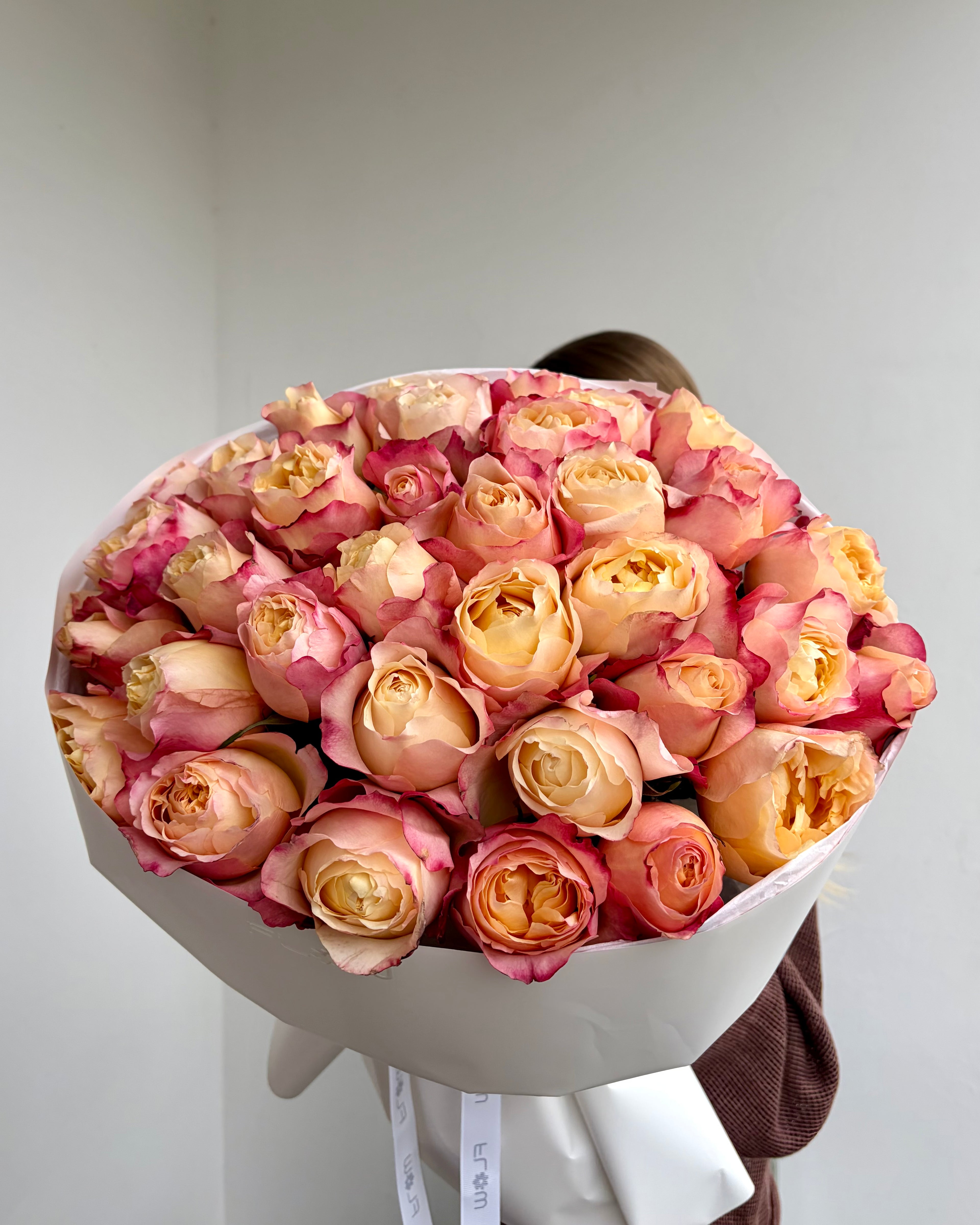 Coral-Pink Peony Rose