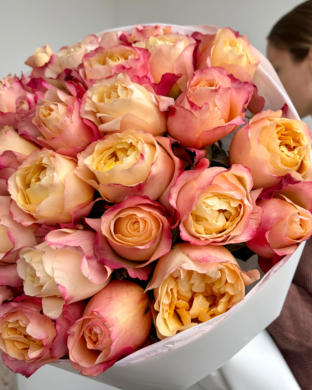 Coral-Pink Peony Rose